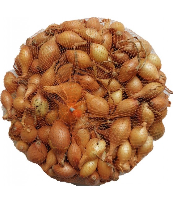 Cebula dymka żółta Hercules...